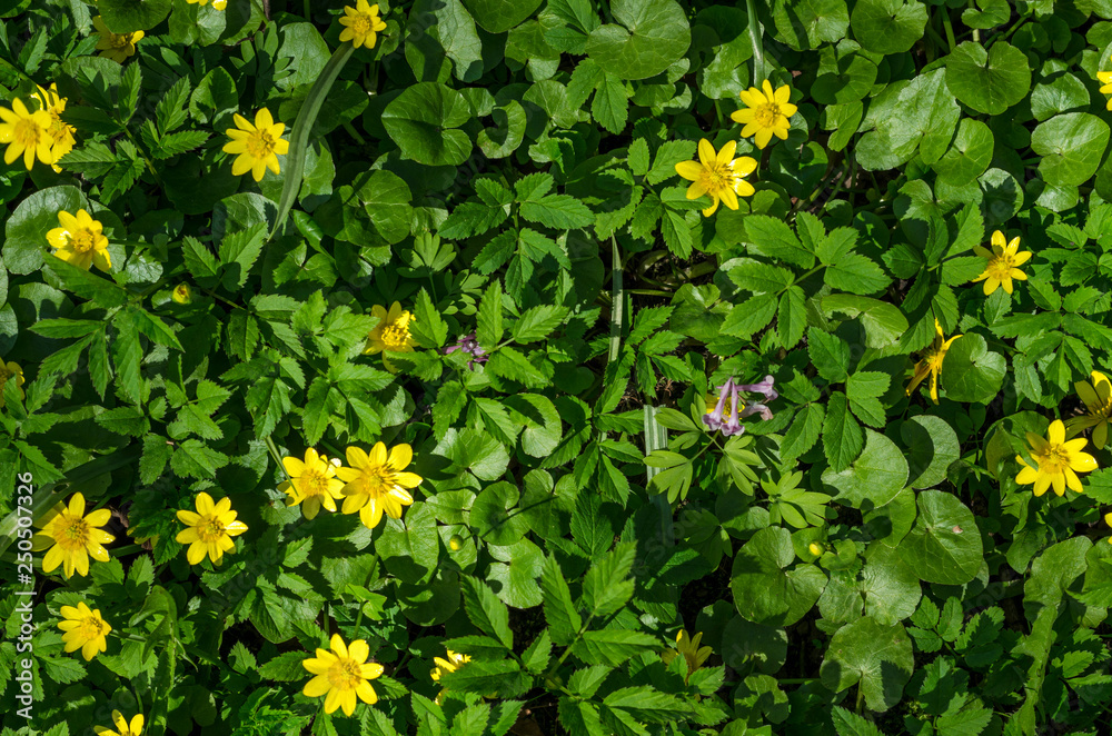 Small yellow spring flowers from above. Allover of flowers. Land covered with green primroses.