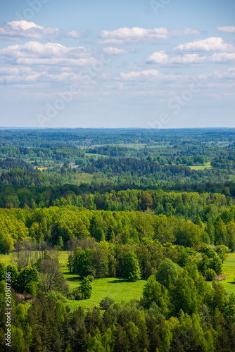 Fototapeta Naklejka Na Ścianę i Meble -  endless forests green foliage in summer