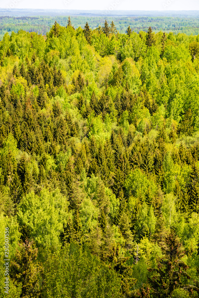 endless forests green foliage in summer
