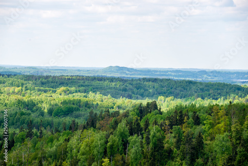 Fototapeta Naklejka Na Ścianę i Meble -  endless forests green foliage in summer