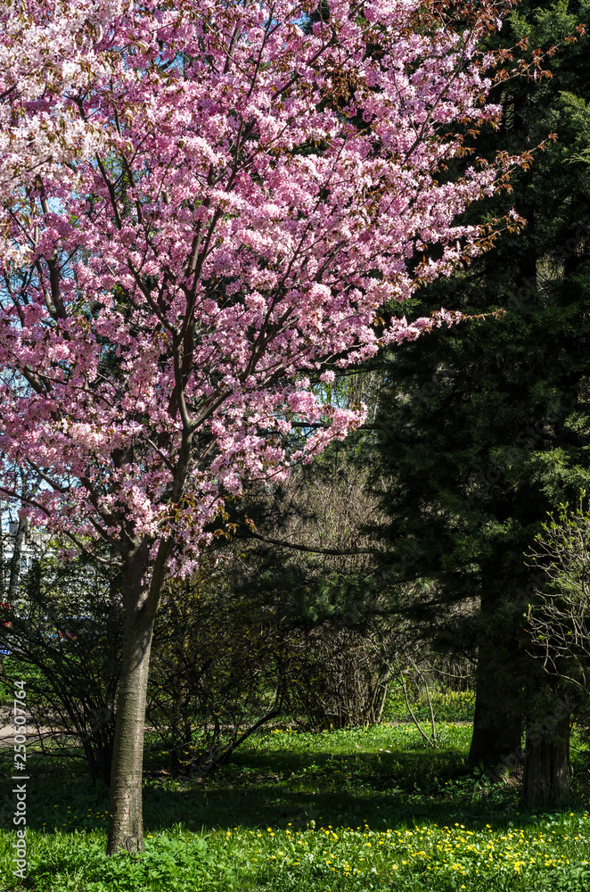 Cherry blossoms in the garden in the courtyard with a green lawn. Spring flowering plants in the botanical garden. Pink flowers of Japanese cherry. Botanical Garden of Peter the Great Cherry blossoms in the garden in the courtyard with a green lawn. Spring flowering plants in the botanical garden. Pink flowers of Japanese cherry. Botanical Garden of Peter the Great