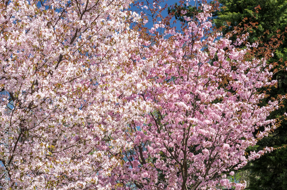 Cherry blossoms in the garden in the courtyard with a green lawn. Spring flowering plants in the botanical garden. Pink flowers of Japanese cherry. Botanical Garden of Peter the Great