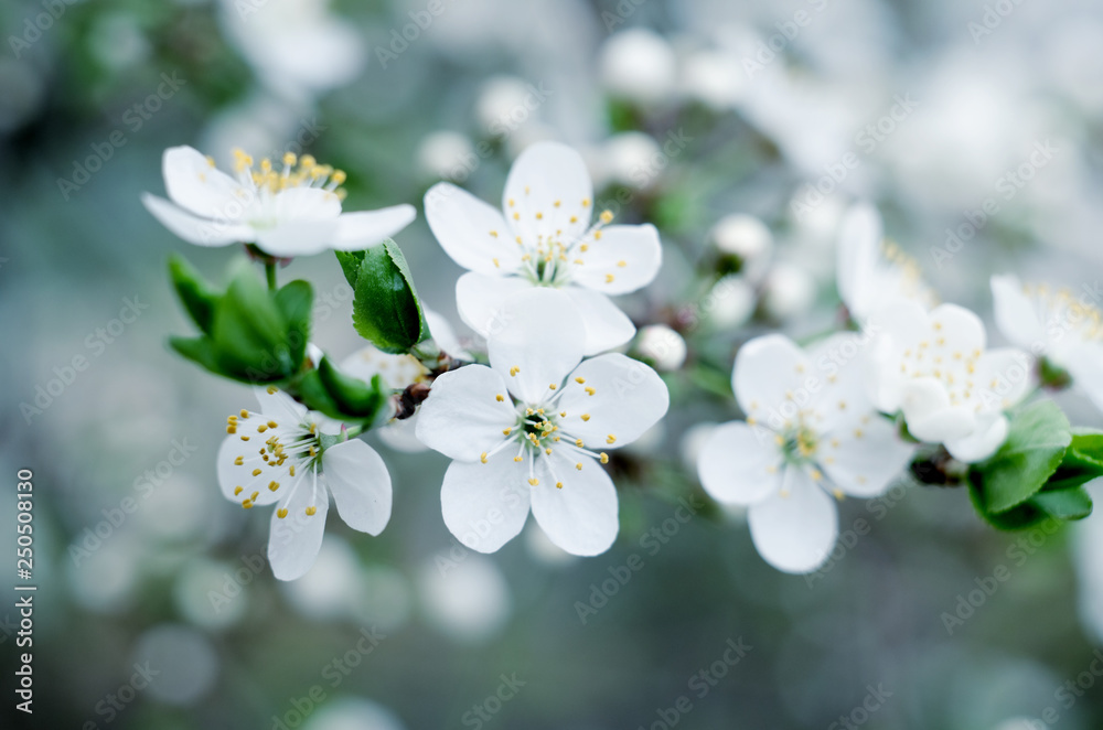 Cherry tree blossoms. White spring flowers close-up. Soft focus spring seasonal background.