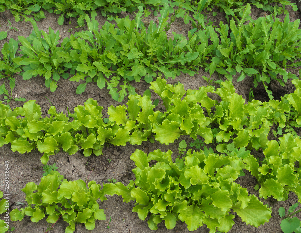 Lettuce grows in the open ground in the garden. Green Lettuce leaves on garden beds in the vegetable field. Garden with the beds of vegetables. Lettuce grows in the open ground in the garden. Green Lettuce leaves on garden beds in the vegetable field. Garden with the beds of vegetables.