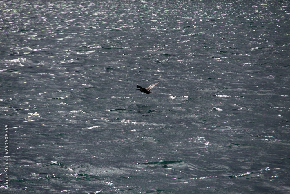 Fototapeta premium seagull in water