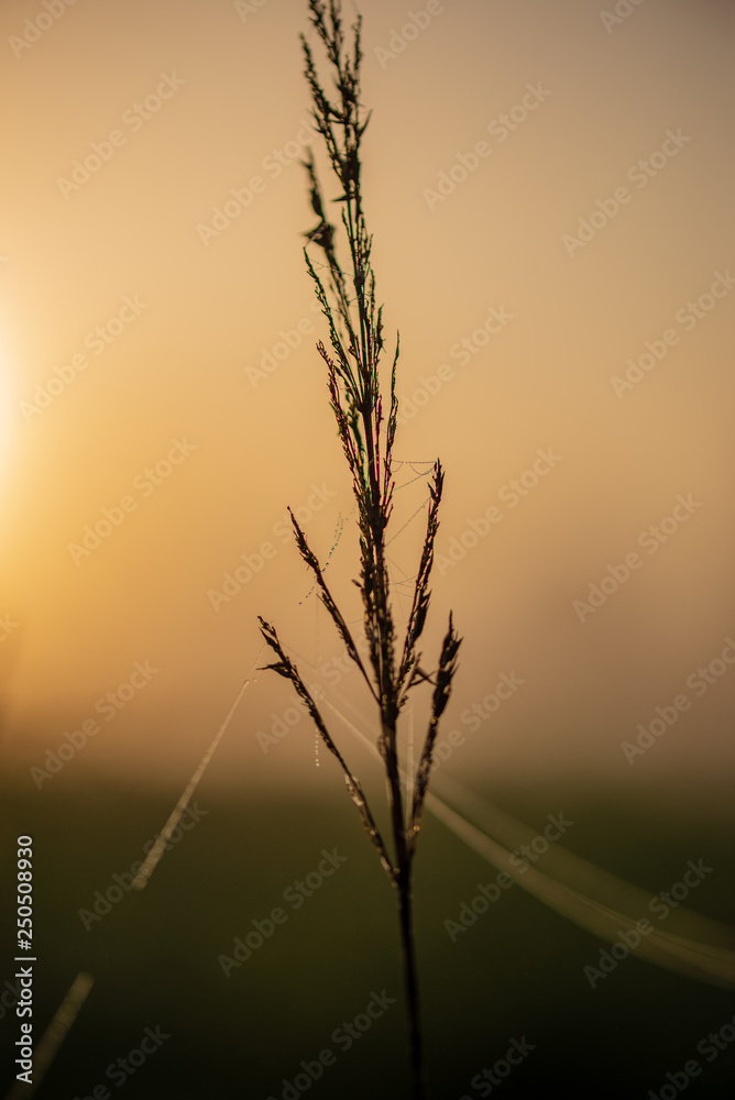 Obraz premium colorful sunrise sunset in misty summer meadow