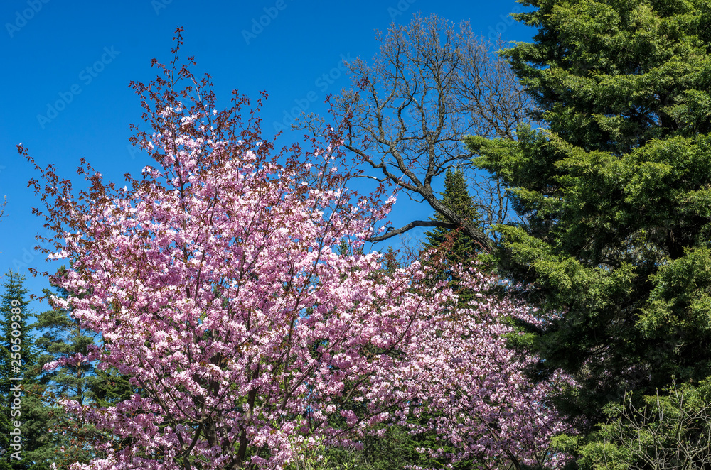 Cherry blossoms in the garden in the courtyard with a green lawn. Spring flowering plants in the botanical garden. Pink flowers of Japanese cherry. Botanical Garden of Peter the Great Cherry blossoms in the garden in the courtyard with a green lawn. Spring flowering plants in the botanical garden. Pink flowers of Japanese cherry. Botanical Garden of Peter the Great