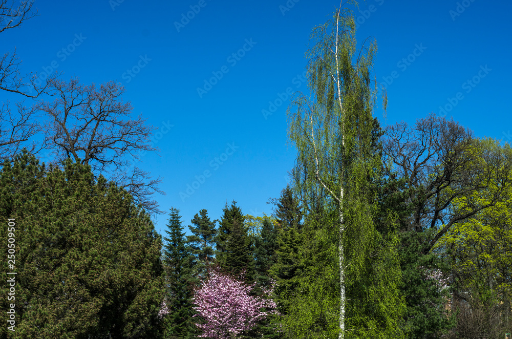 Cherry blossoms in the garden in the courtyard with a green lawn. Spring flowering plants in the botanical garden. Pink flowers of Japanese cherry. Botanical Garden of Peter