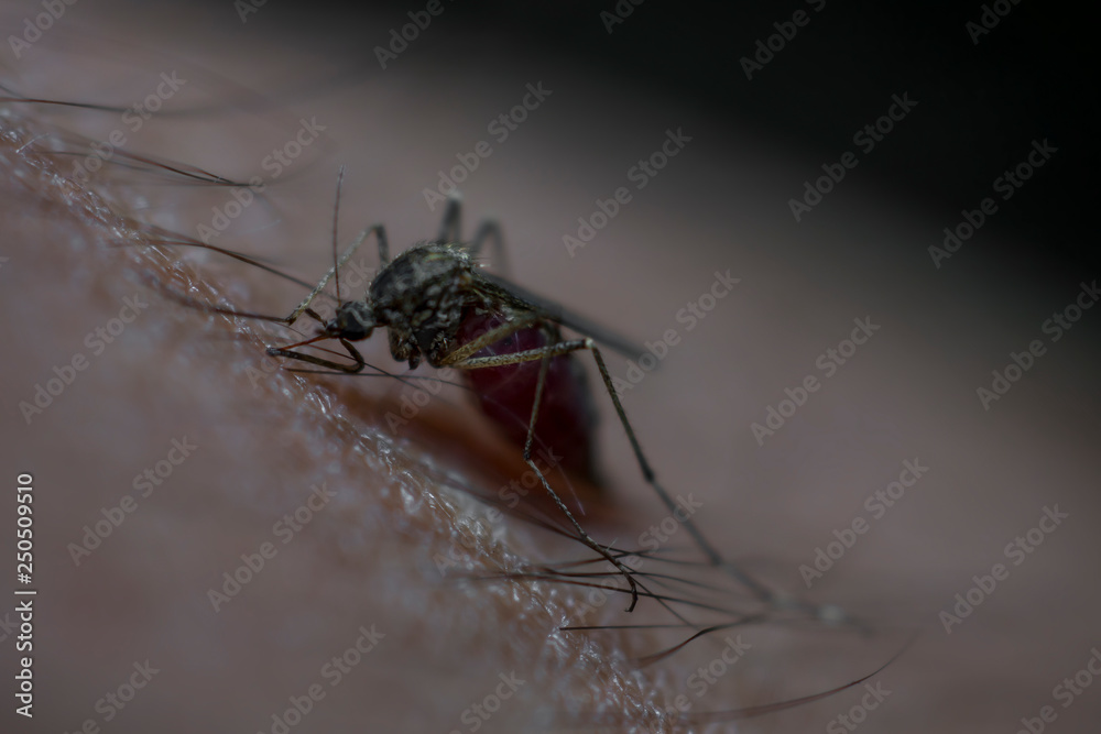 Female common mosquito bites in the hand of the photographer and sucks the human blood, which is necessary for reproduction in Russia Female common mosquito bites in the hand of the photographer and sucks the human blood, which is necessary for reproduction in Russia