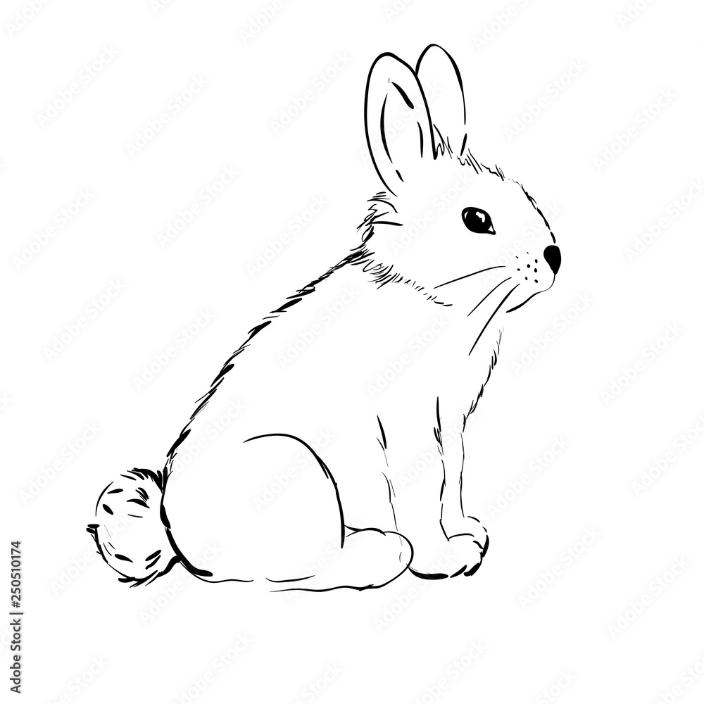 Rabbit cute doodle hand drawn lineart sketch, black white. vector ...