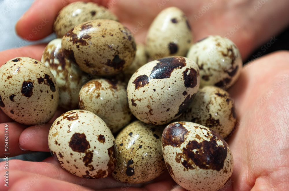 quail eggs in hand close-up quail eggs in hand close-up