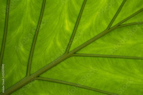 Wet leaf of a tropical tree shot from below. photo