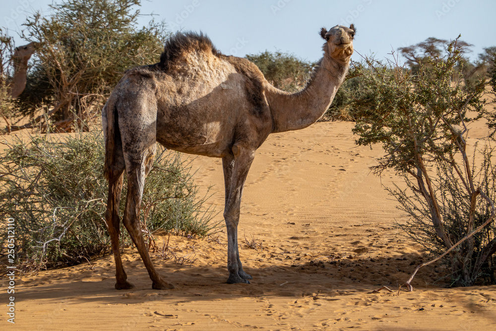 Camel in the desert of Sudan eating leaves of an acacia bush Camel in the desert of Sudan eating leaves of an acacia bush