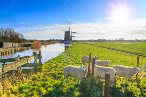 Rural landscape - view of a flock of sheep on the background of the mills on a sunny day, the Netherlands photo