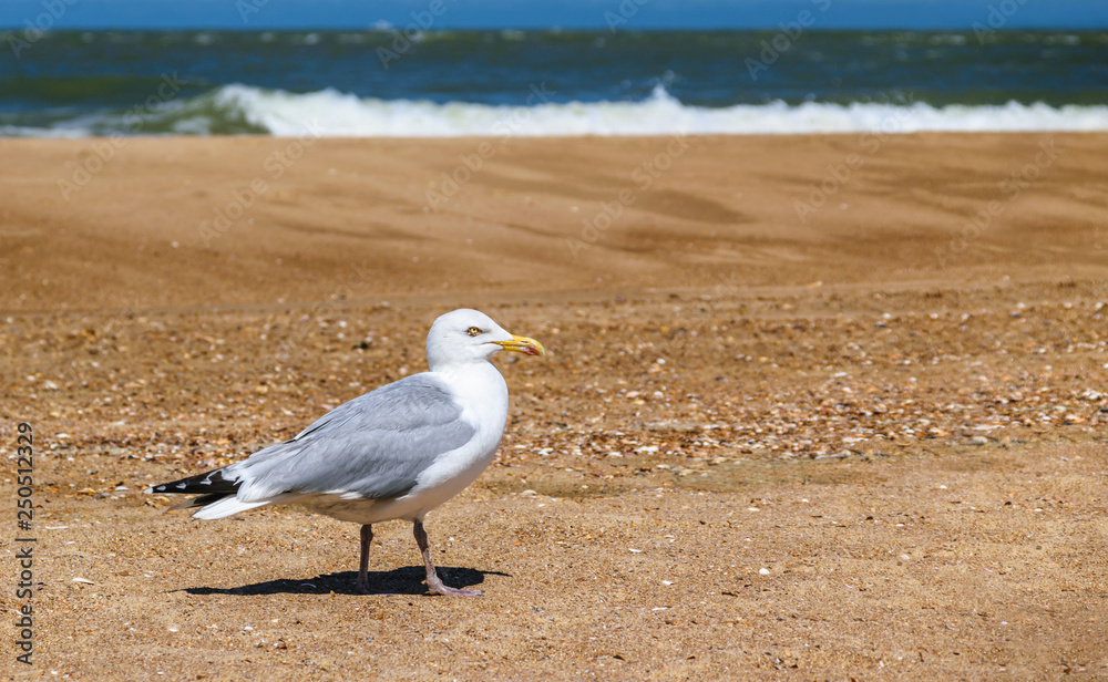 Gull walking on the beach