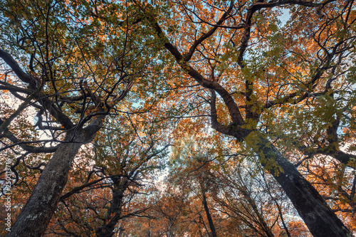 Looking Up Into Autumnal Tree Branches