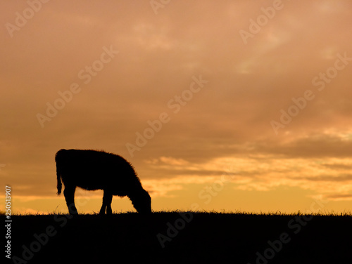 Cows fed grass, in countryside, Pampas, Patagonia,Argentina