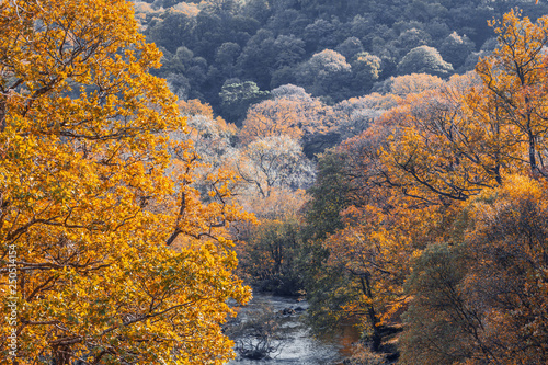 Autumnal Trees Along Mountain River in North Wales © Eddie Cloud