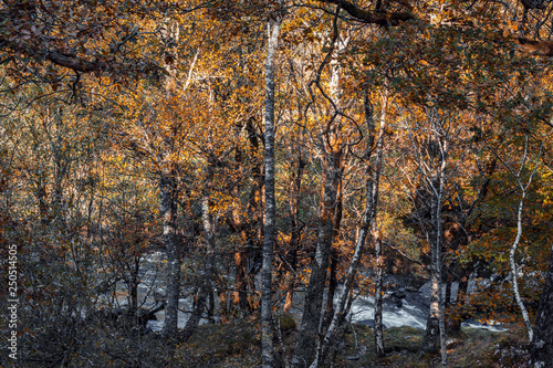 Birch Tree Forest Along Mountain Creek at Autumn photo