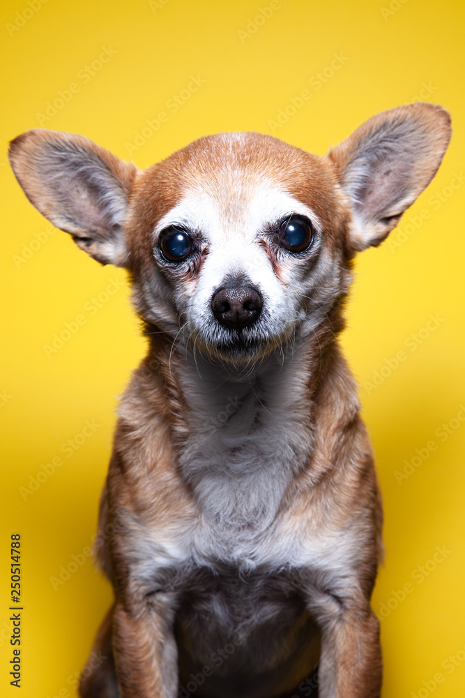 straight faced teacup chihuahua