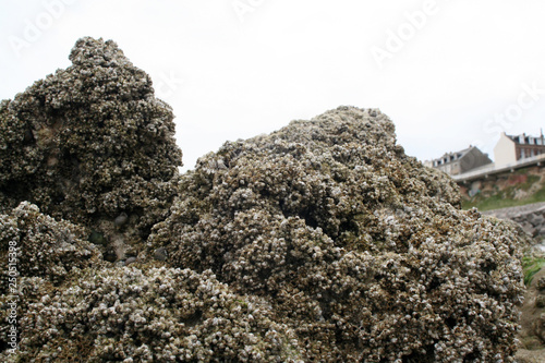 barnacles on chalk stone