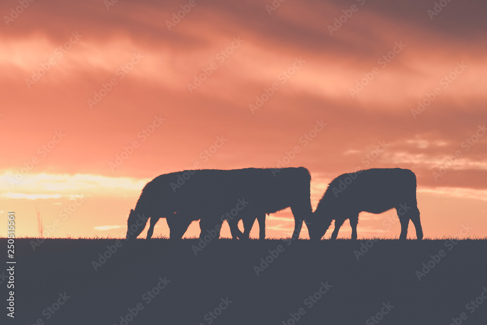 Fototapeta premium Cows fed grass, in countryside, Pampas, Patagonia,Argentina