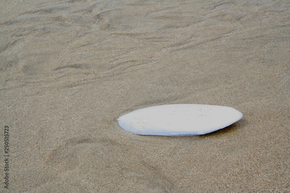 Obraz premium Cuttlebone of a cattlefish