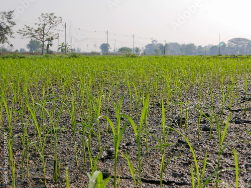 Selective focus of a paddy fields with transplanted seedlings in rural area of Chiang Mai, Thailand photo