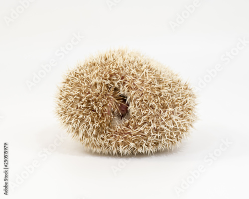 Hedgehog