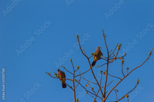 Couple of Pink-necked Green Pigeon (Treron vernans) bird is perching on leafless and full fruity of Bodhi tree branches. Selective focus photo