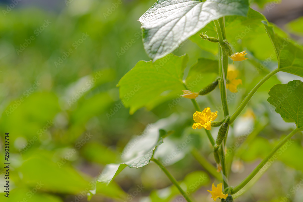 Young green cucumbers on branches with leaves and flowers Young green cucumbers on branches with leaves and flowers