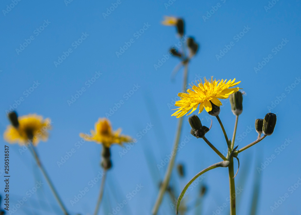 Fototapeta premium flores amarillas con cielo azul