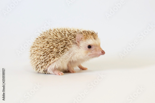 Cute cinnicot hedgehog on isolated