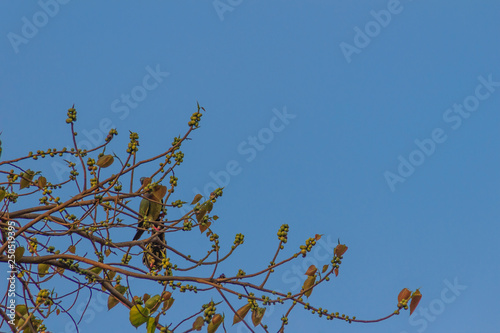 Group of Pink-necked Green Pigeon (Treron vernans) birds are perching on leafless and full fruity of Bodhi tree branches. Selective focus