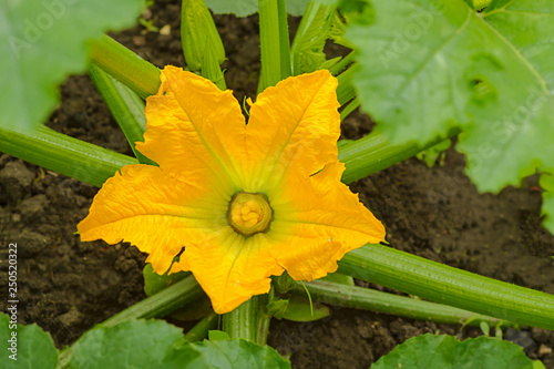 Large yellow flowers of the zucchini on the plant.