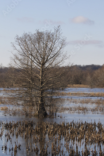 Wallpaper Mural Cold touch of winter at Mingo National Wildlife Refuge Torontodigital.ca