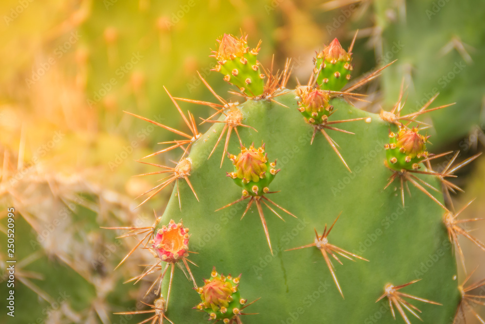 Beautiful Opuntia cochenillifera budding flowers on tree. Opuntia cochenillifera is a species of cactus in the subfamily Opuntioideae. Beautiful Opuntia cochenillifera budding flowers on tree. Opuntia cochenillifera is a species of cactus in the subfamily Opuntioideae.