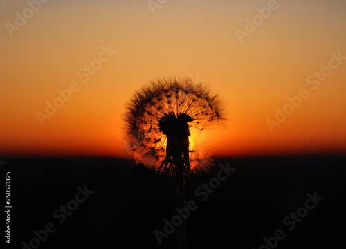 Dandelion in the sunset rays