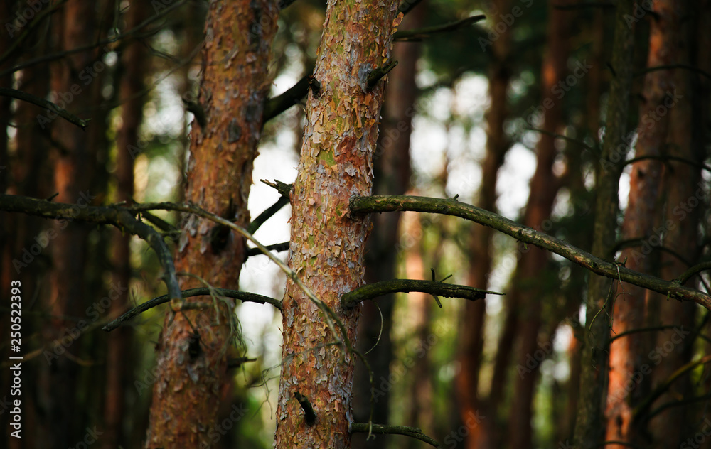 Fototapeta premium Pine trees in autumn