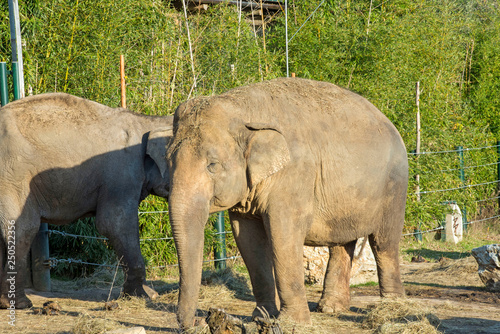 Elephant at the zoo