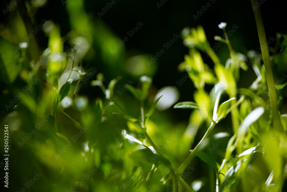 Blurry background by green nature field on black background. Summer or springtime ecology concept Blurry background by green nature field on black background. Summer or springtime ecology concept