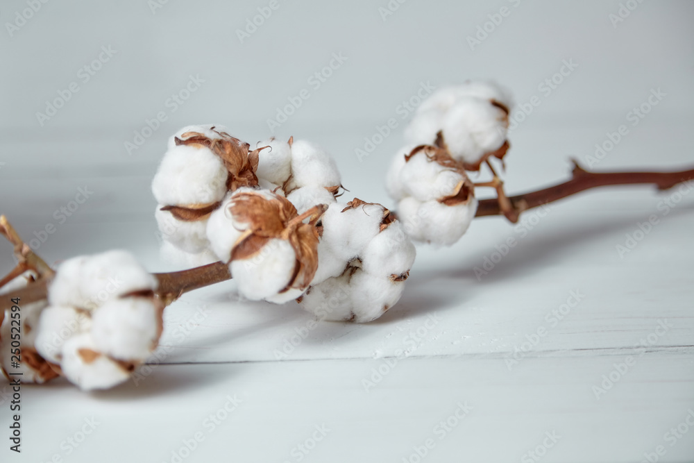Natural cotton flowers is lying on a white wooden table