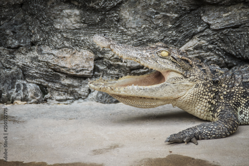 Obraz premium An angry crocodile is open jaws and ready to strike. A young crocodile is open mouth while resting at the farm. Commercial crocodile farming business is very profitable, but requires for 3 to 4 years.