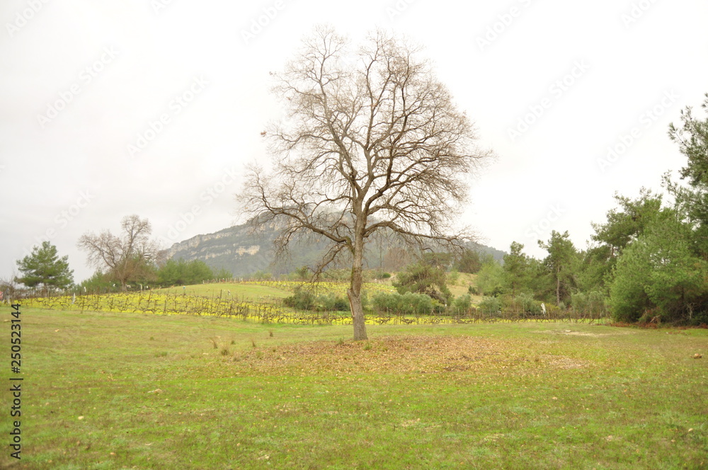 tree, landscape, nature, sky, grass, field, green, spring, trees, summer, blue, countryside, meadow, autumn, clouds, rural, forest, view, cloud, season, fog, wood, beautiful, country, fall tree, landscape, nature, sky, grass, field, green, spring, trees, summer, blue, countryside, meadow, autumn, clouds, rural, forest, view, cloud, season, fog, wood, beautiful, country, fall