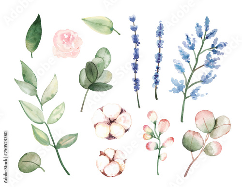 Watercolor hand painted floral botany elements set isolated on white background - branches, leaves, cotton and rose flowers, petals
