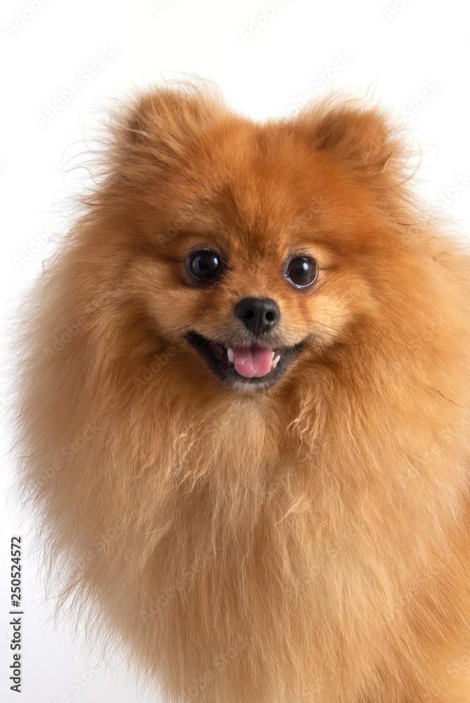 dog spitz happy face on white background