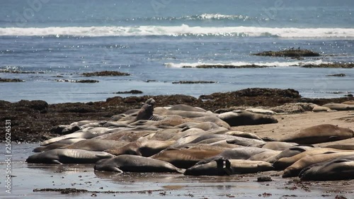 Elephant seals 4