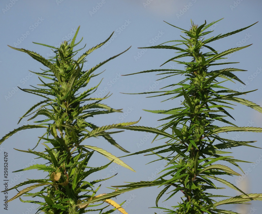 Marijuana inflorescences in flowering phase close up Marijuana inflorescences in flowering phase close up