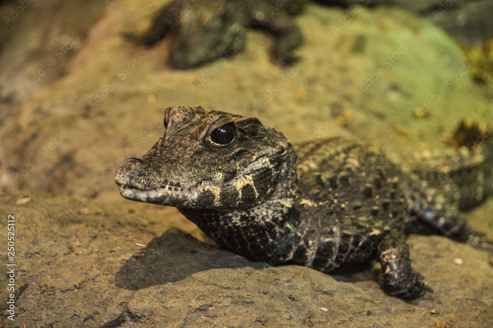 Small Crocodile sitting waiting for dinner Small Crocodile sitting waiting for dinner