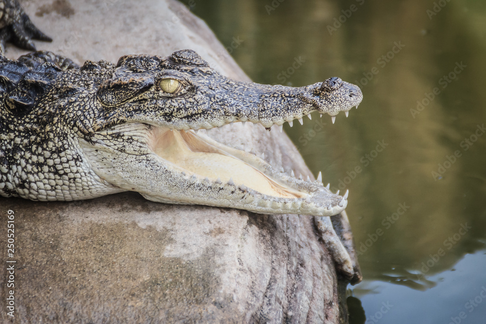 Fototapeta premium An angry crocodile is open jaws and ready to strike. A young crocodile is open mouth while resting at the farm. Commercial crocodile farming business is very profitable, but requires for 3 to 4 years.